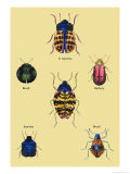 Buy Beetles of Barbary and the Americas at AllPosters.com