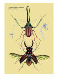 Buy Beetles: Chiasognathus Chiloensis and Lucanus Cervus at AllPosters.com