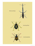 Beetles: Brentus Anchorago, Curculio Geoffroy