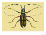 Beetle: Lamia Tricincta