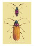 Buy Beetles: Prianus Corticinus and Lanhonocerus Harbicarnis at AllPosters.com