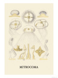Buy Jellyfish: Mitrocoma at AllPosters.com