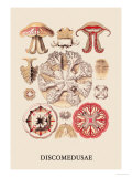 Buy Jellyfish: Discomedusae at AllPosters.com