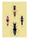 Beetles from Britain, Brazil, and North America