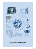 Buy Jellyfish: Nauphanta Challengeri at AllPosters.com