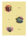 Beetles of Sumatra, Java and America