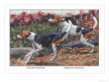 English Foxhound and American Foxhound