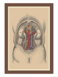The Large Intestine