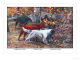 Gordon Setter, Irish Setter, English Setter