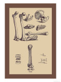 Buy Bones with Tools at AllPosters.com