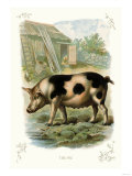 The Pig