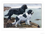 Two Newfoundlands