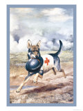 Buy Red Cross Dog at AllPosters.com
