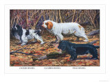 Cocker Spaniel, Clumber Spaniel, and Field Spaniel