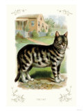 The Cat