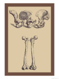 Buy Pelvic Bones at AllPosters.com