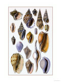 Shells: Trachelipoda
