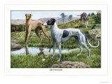 Greyhounds