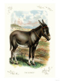 Buy The Donkey at AllPosters.com