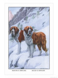 Two Saint Bernards