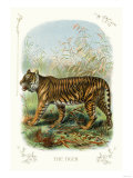 The Tiger