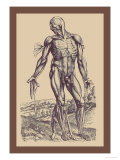 Buy The Fourth Plate of the Muscles at AllPosters.com
