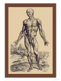 Buy The First Plate of the Muscles at AllPosters.com