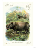 The Hippopotamus