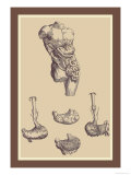Buy Stomach at AllPosters.com