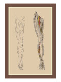 Buy Lumbar Plexus at AllPosters.com