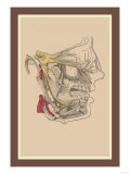 Buy Cranial Nerves at AllPosters.com
