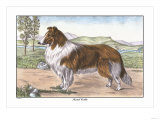 Scotch Collie