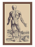 Buy The Ninth Plate of the Muscles at AllPosters.com