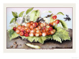 Buy Dish of Cherries with a Bean and a Hornet at AllPosters.com