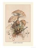 Buy Agaricus Procerus at AllPosters.com