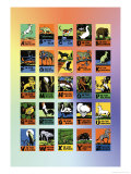 Animal Alphabet