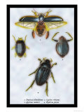 Beetles: Dytiscus Dimidiatus, Gyrinus Nalator
