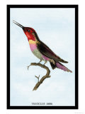 Hummingbird: Trochilus Anna