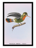 Hummingbird: Female Trochilus Ornatus