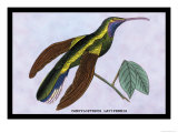 Hummingbird: Campylopterus Latipennis