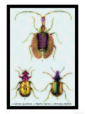 Beetles: Calosoma Sycophanta, Elaphrus Raperius