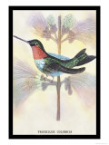Hummingbird: Trochilus Colubris