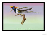 Hummingbird: Male Trochilus Cornutus