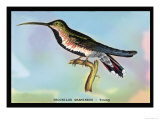 Hummingbird: Trochilus Gramineus