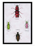 Beetles from North and South America and Spain