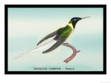 Hummingbird: Female Trochilus Cornutus