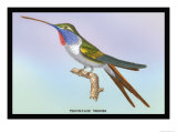 Hummingbird: Trochilus Vesper