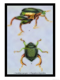 Beetles: Scarabaeus Macropus and Chrysophora Chrysochlora