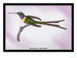 Hummingbird: Trochilus Enicurus