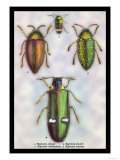Beetles: Buprestis Chrysis B. Sternicornis